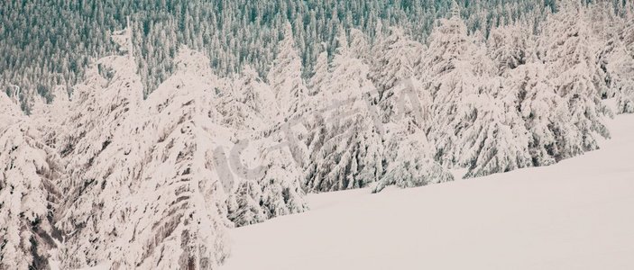 惊人的冬季景观与雪冷杉树