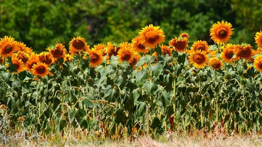 农业领域与盛开的黄色向日葵由夏季时间。法国普罗旺斯田野盛开的向日葵，普罗旺斯法国。