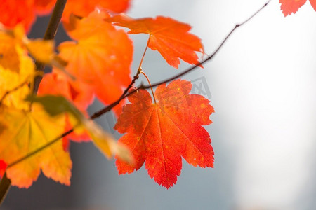 秋天的时候五颜六色的黄色叶子。特写镜头适合背景图像。