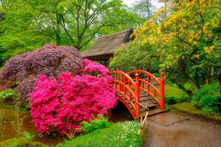 日式风铃物语摄影照片_荷兰海牙克林根代尔公园，日本花园中的小桥。荷兰海牙克林根代尔公园日式花园