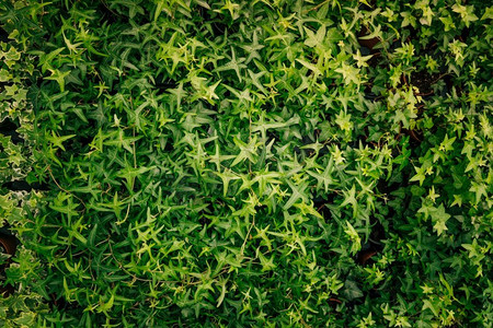 绿叶常春藤覆盖墙