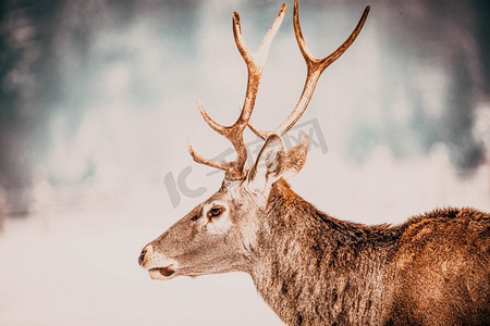 漂亮的鹿摄影照片_高贵的鹿在冬天的雪中公鹿