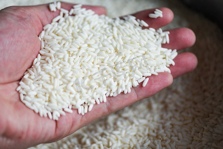 茉莉花白米在袋子，收获大米和粮食烹饪概念