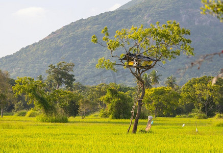 亚洲斯里兰卡，稻田里的树上的大象瞭望台