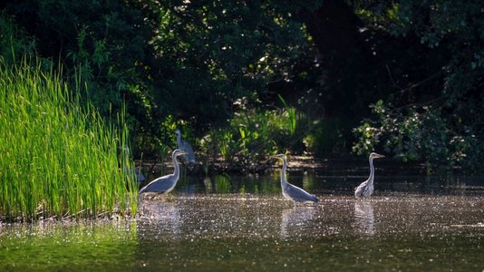 群灰鹭Ardea cinerea鸟在树在湖的边缘在春天风景