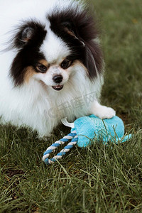 高视狗狗玩耍玩具