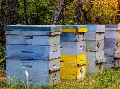 绿色森林里有许多蜂箱。蜂蜜蜂箱户外自然，普罗旺斯法国。养蜂或养蜂。绿色森林里的蜂箱。养蜂。
