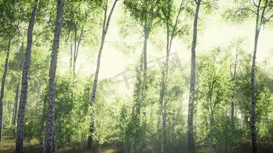 全景桦树林与阳光