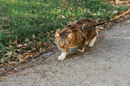 前景可爱猫带项圈猫走街
