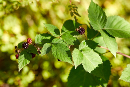 自然，季节，秋季和植物学概念-夏季花园中的黑莓灌木和浆果。夏日花园中的黑莓灌木和浆果