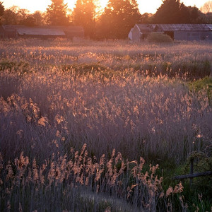 美丽的夏天感觉日落景观在芦苇床在萨默塞特水平湿地与花粉和昆虫在空气背光对夕阳