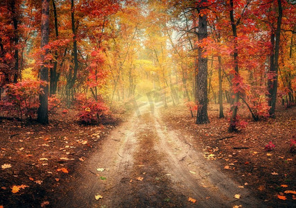 污垢摄影照片_ 树，秋天，秋天，雾