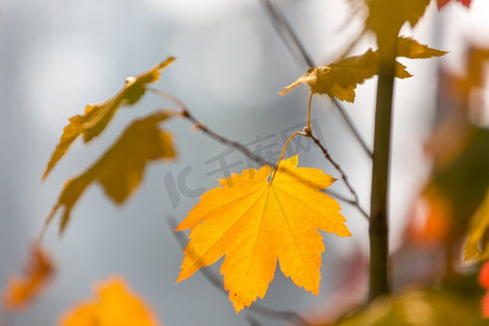 秋天，五颜六色的黄叶。特写镜头。适用于背景图像。