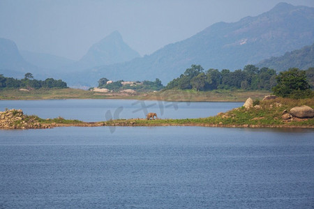 大象在蓝色的湖在斯里兰卡