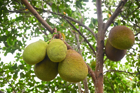 热带水果摄影照片_在菠萝蜜树的菠萝蜜在自然叶背景的热带水果夏天