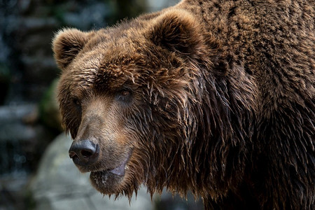 棕熊的前视图。Kamchatka bear（Ursus arctos beringianus）