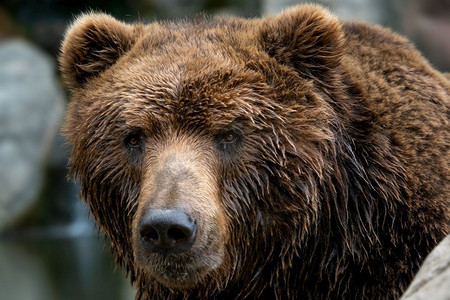 ursus摄影照片_棕熊的前视图。Kamchatka bear（Ursus arctos beringianus）