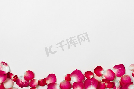 美丽的玫瑰花瓣分辨率和高质量的美丽照片。美丽的玫瑰花瓣高品质美丽的照片概念