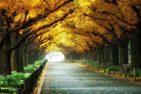 阳光下的植物摄影照片_美丽的道路道路下树拱隧道与阳光在路的尽头。秋天的自然风景背景。