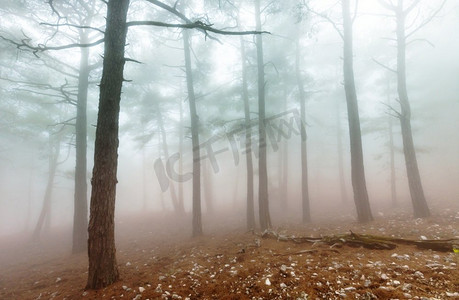 神奇的迷雾森林。美丽的自然风光。