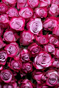 粉色调背景摄影照片_粉色玫瑰花为背景，文字复制空间。粉色玫瑰花背景