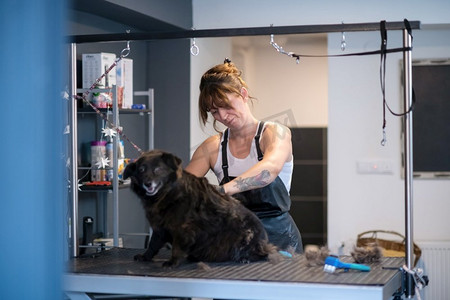 专业的宠物理发师时髦的妇女有纹身切割可爱的黑色狗的毛皮在美容院为动物