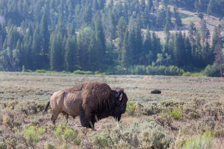走进蒙牛摄影照片_美国黄石国家公园的野生野牛