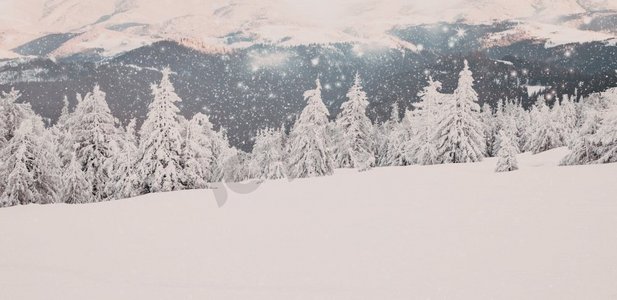 惊人的冬季仙境景观与雪冷杉树