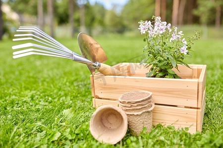 草坪花摄影照片_园艺与人的概念-夏季木箱中的园艺工具和花卉。夏天用木箱盛放的园艺工具和花卉