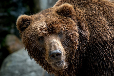 Kamchatka Brown bear（Ursus arctos beringianus）。棕色毛皮大衣，危险和攻击性的动物。来自俄罗斯的大型哺乳动物。