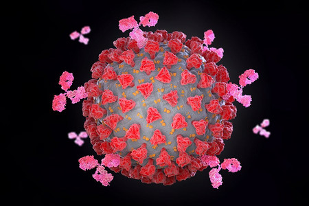 冠状病毒和抗体。3D插图。冠状病毒与抗体