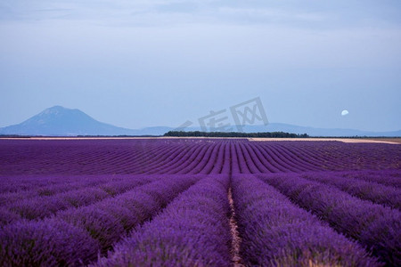 花朵月亮摄影照片_夏天熏衣草田上的月亮紫色芳香的花朵在法国普罗旺斯瓦伦索尔附近