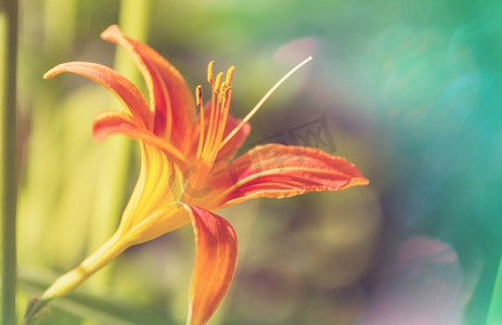 国家环境摄影照片_美丽的花朵特写镜头。适合花卉背景。