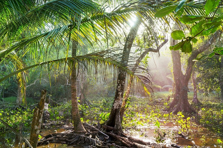 蕨类树叶摄影照片_中美洲哥斯达黎加的雾雨林