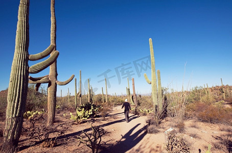 美国Saguaro Cactus Park
