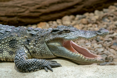 张开嘴摄影照片_张开嘴的暹罗鳄鱼（Crocodylus siamensis）