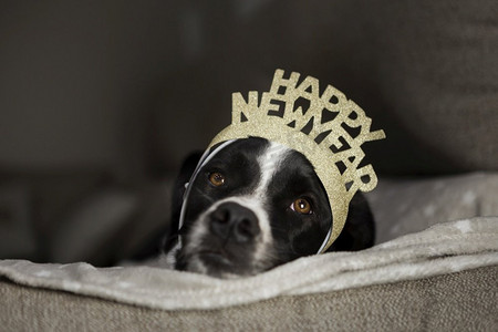 卡通狗摄影照片_可爱的狗与新年快乐冠