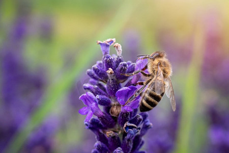 蜜蜂给熏衣草花授粉。