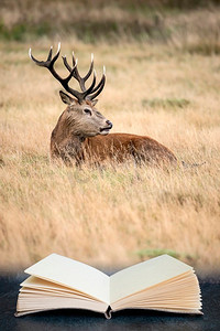 stag摄影照片_美丽的红鹿Elaphus在秋天秋天的森林景观在发情交配季节出来的页在阅读书