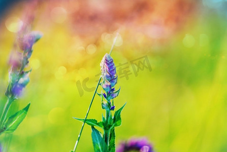 花草装饰背景摄影照片_阳光明媚的一天在鲜花草地上。美丽的自然背景。