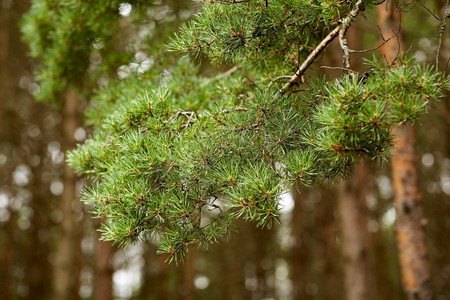 自然，植物学和植物学概念—针叶林松树的分支。针叶林松树枝