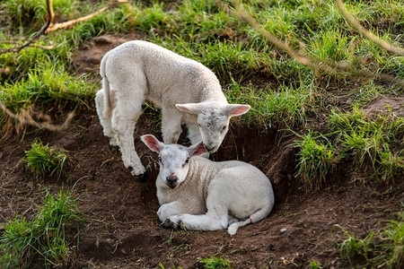 一片绿色的田野里，年幼的小羊在春暖花开