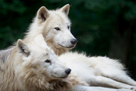 北极狼（Canis lupus arctos），又称白狼或北极狼