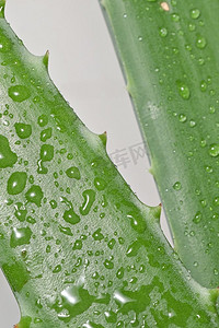 水滴芦荟摄影照片_芦荟植物和水滴