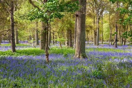 铃木里美摄影照片_春天长满蓝色花朵和树木的蓝铃木或森林