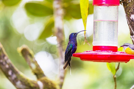 colibri摄影照片_中美洲哥斯达黎加五颜六色的蜂鸟