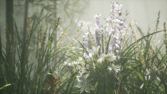 草花领域与柔和的阳光为背景。