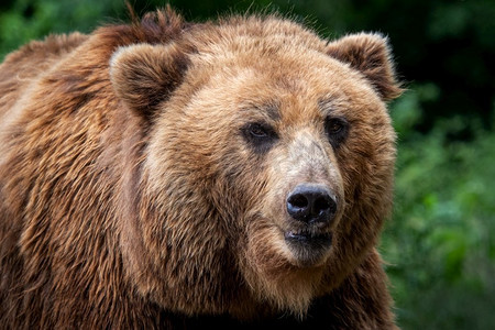 Kamchatka Brown bear（Ursus arctos beringianus）。棕色毛皮大衣，危险和攻击性的动物。来自俄罗斯的大型哺乳动物。