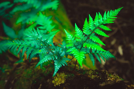 野生鹿茸菇摄影照片_澳大利亚塔斯马尼亚雨林丛林中的野生蕨类植物。自然闭合的背景。