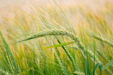栽培摄影照片_麦田。田野上的麦穗。背景成熟的麦地麦穗。丰富收获理念